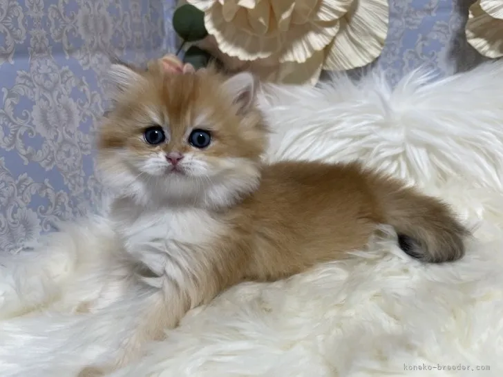 ブリティッシュショートヘア　女の子　決