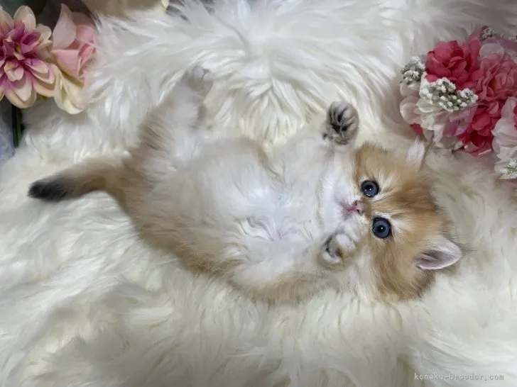 ブリティッシュショートヘア　女の子　決