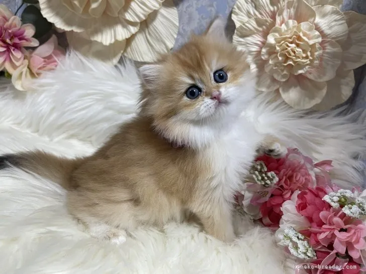 ブリティッシュショートヘア　女の子　決