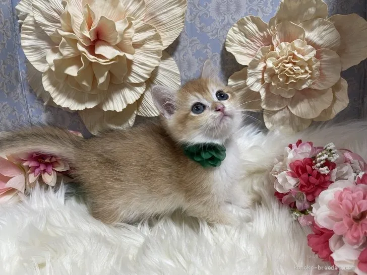 ブリティッシュショートヘア　男の子