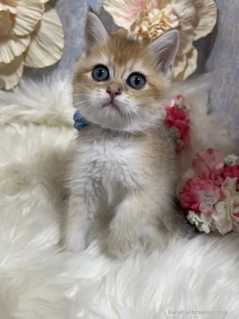 ブリティッシュショートヘア　男の子