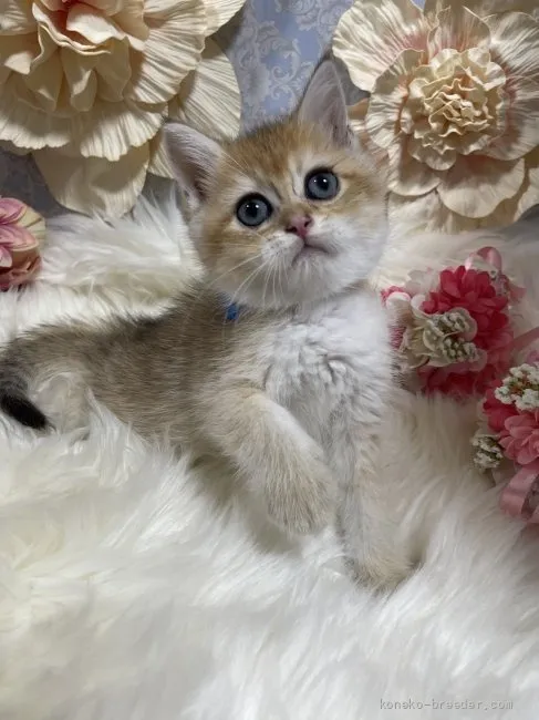 ブリティッシュショートヘア　男の子