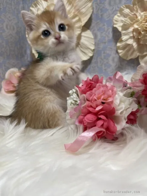 ブリティッシュショートヘア　男の子