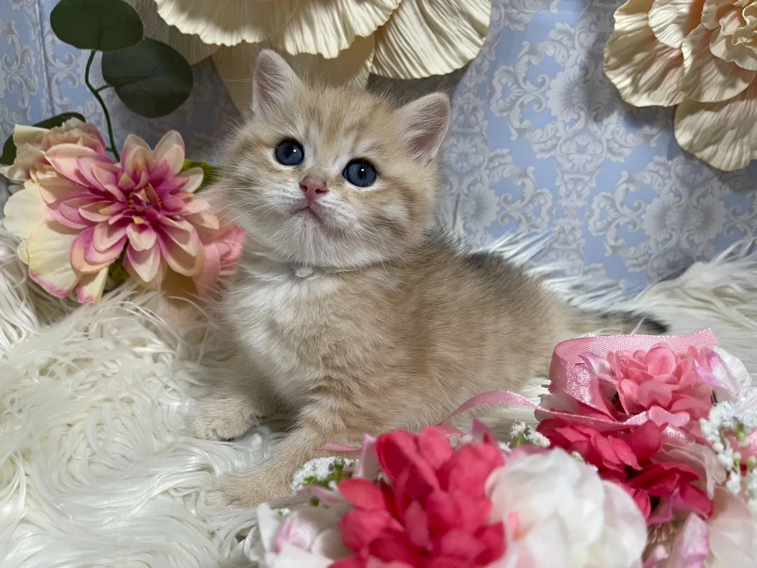 ブリティッシュショートヘア　男の子
