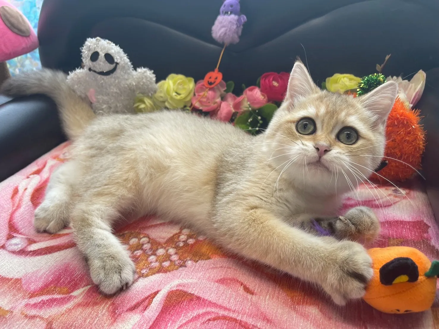 子猫があなたを待っています😸