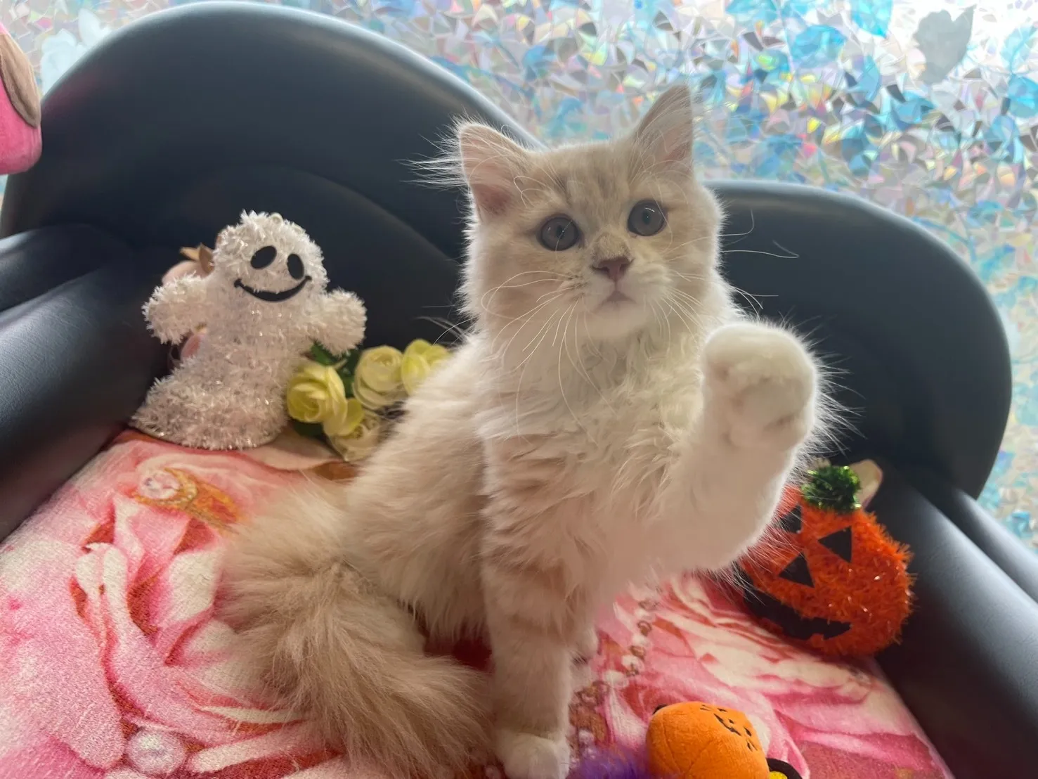 子猫があなたを待っています😸
