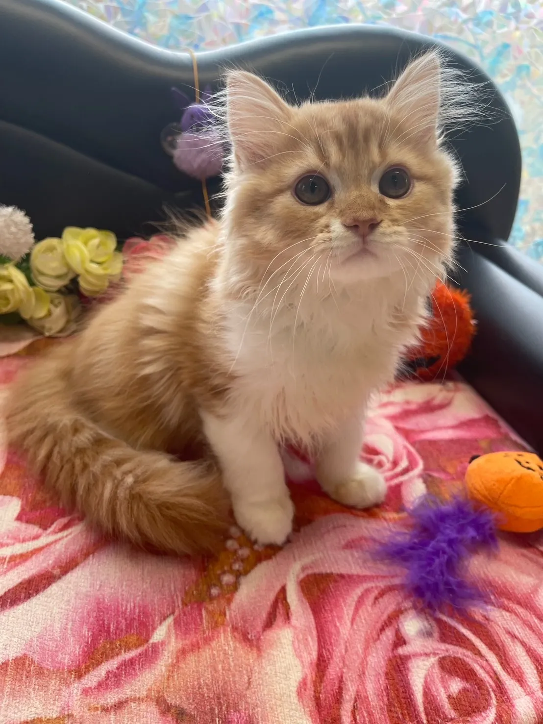 子猫があなたを待っています😸