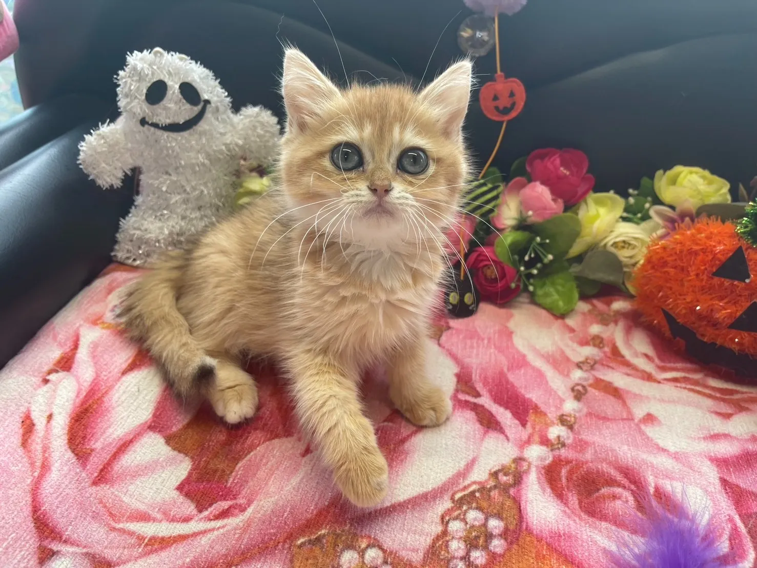 子猫があなたを待っています😸