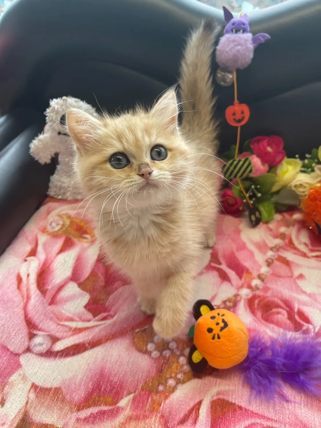 子猫があなたを待っています😸