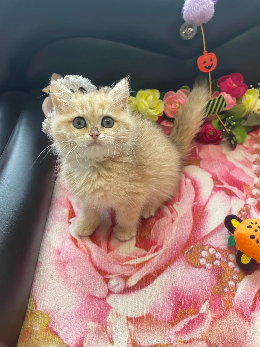 ブリティッシュショートヘア　男の子