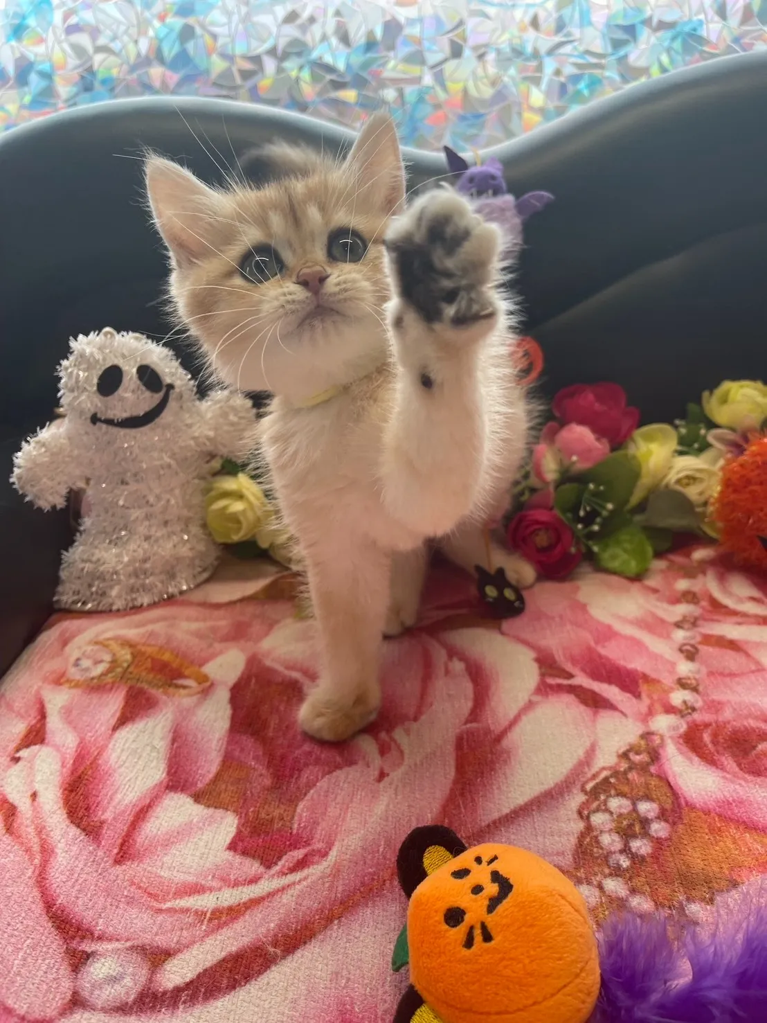 子猫があなたを待っています😸