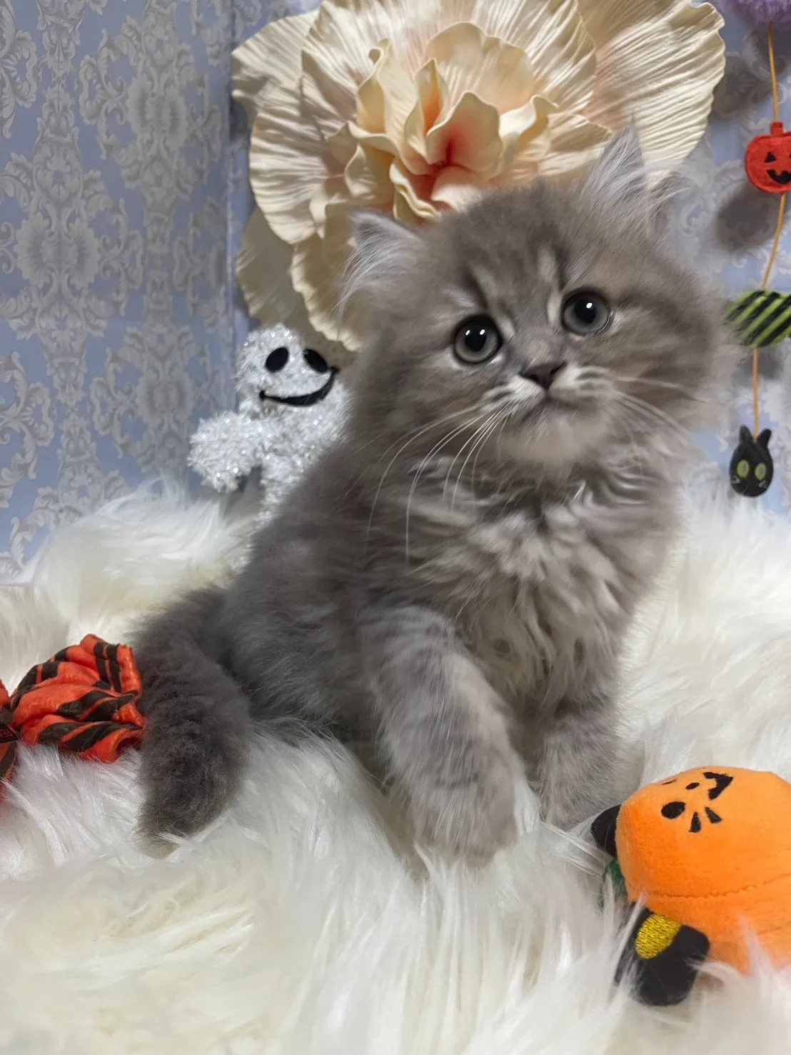 新着子猫情報！