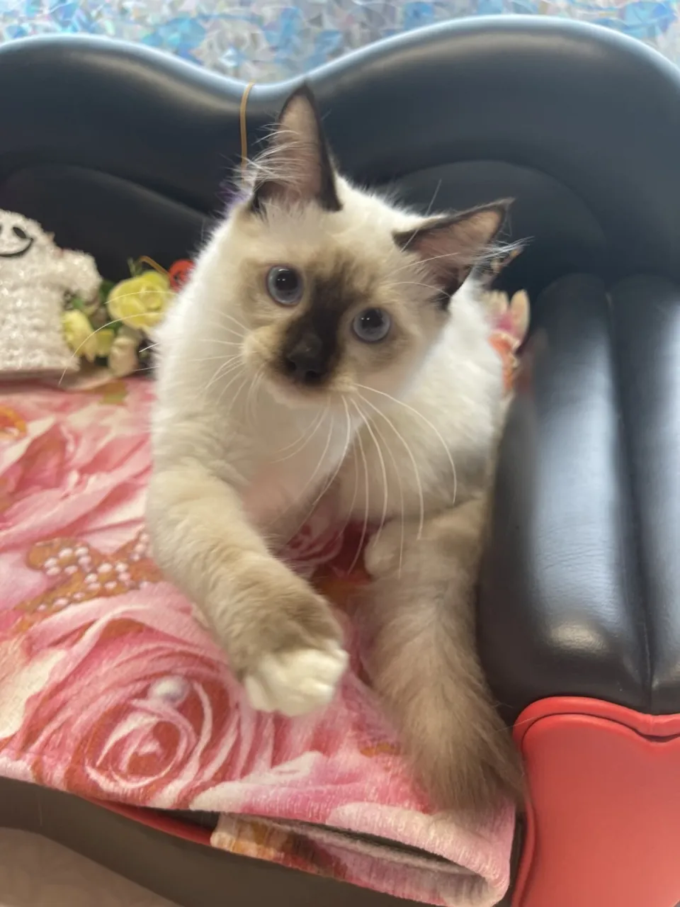 里親さん募集中です😸（ラグドール 男の子・ブルーリボン）