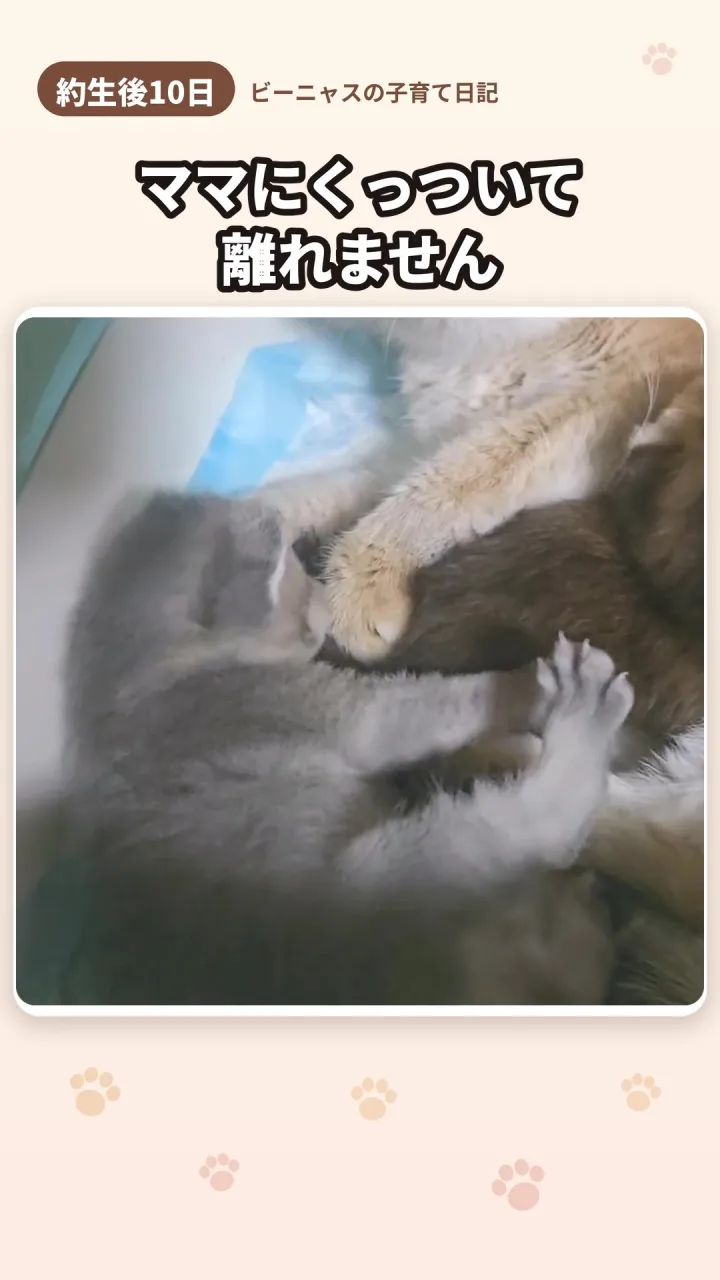 ビーニャスの子育て日記まとめ（生後10〜12日）🐾